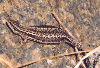 File:Viviparous lizard female 2004.jpg