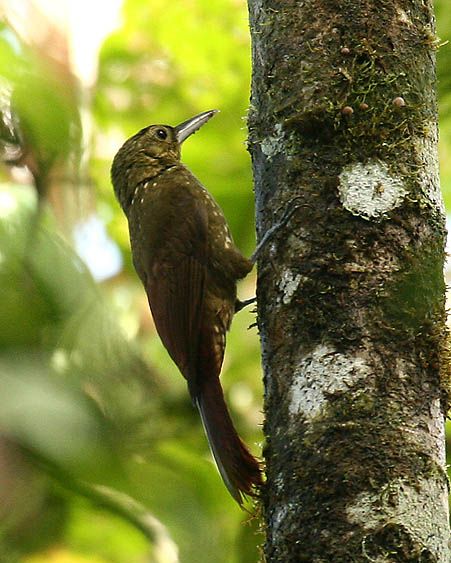 File:Xiphorhynchus erythropygius -NW Ecuador-8.jpg