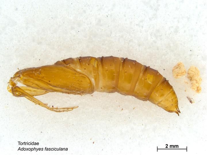 File:Adoxophyes fasciculana pupa.jpg