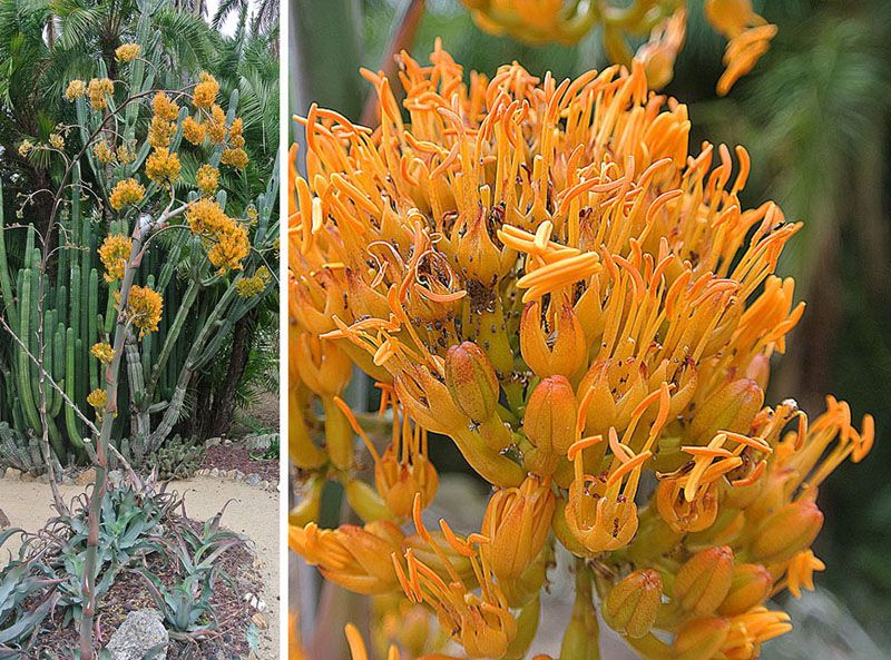 File:Agave gypsophylla (20061291282).jpg