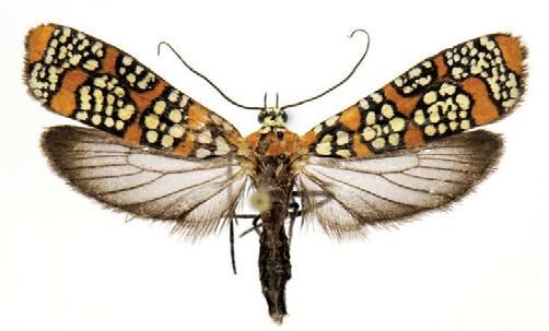 File:Atteva aurea.JPG