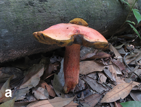 File:Basidiomata of boletes (10.3897-mycokeys.46.31470) Figure 5a.png