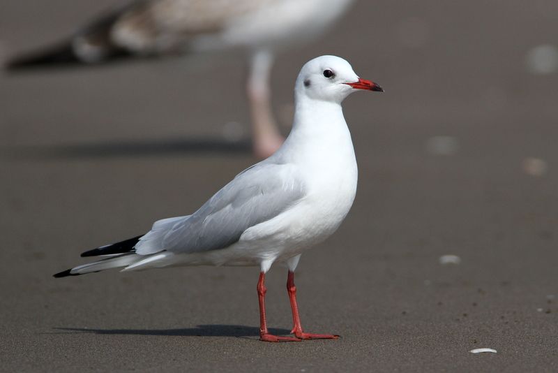 File:Black-headed Gull AE.JPG