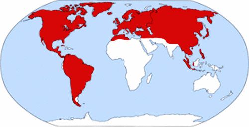 File:Bombus distribution.jpg