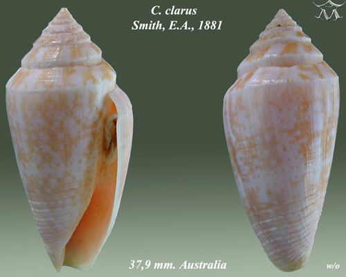 File:Conus clarus 1.jpg