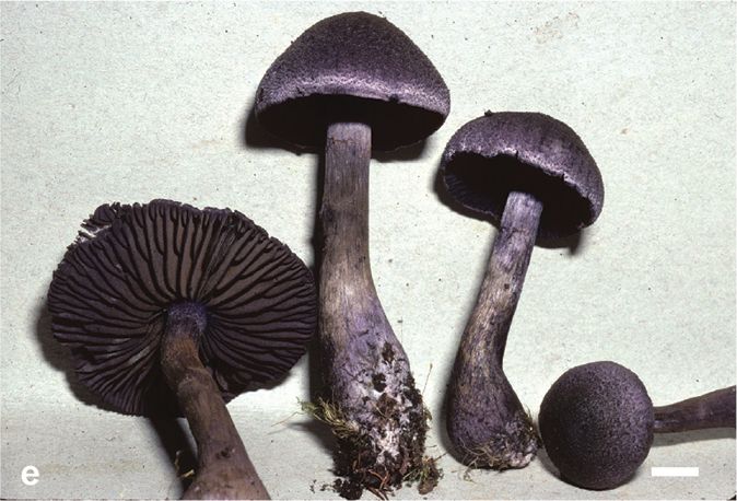 File:Cortinarius (10.3897-mycokeys.11.5409) Figure 2e.jpg