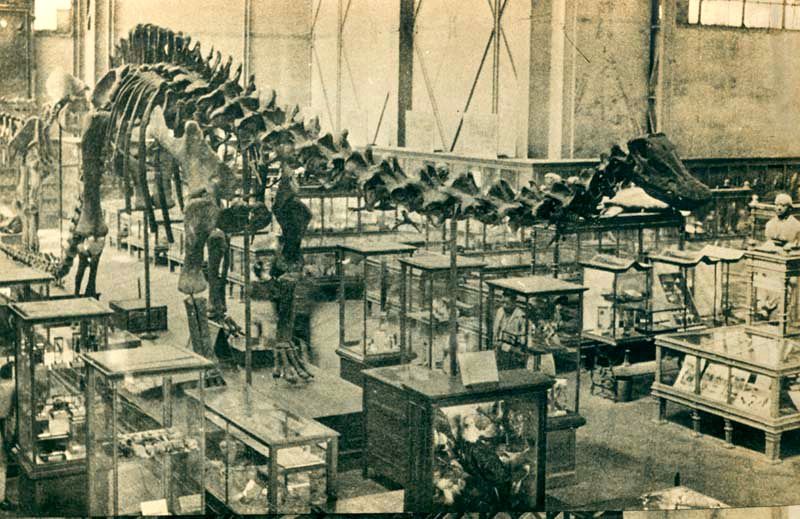 File:Diplodocus carnegie.jpg