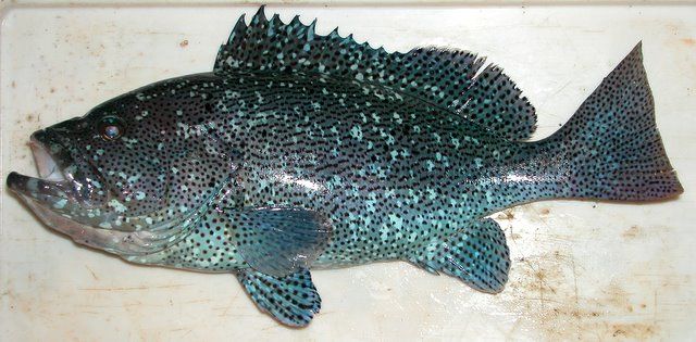 File:Epinephelus cyanopodus JNC1902.JPG