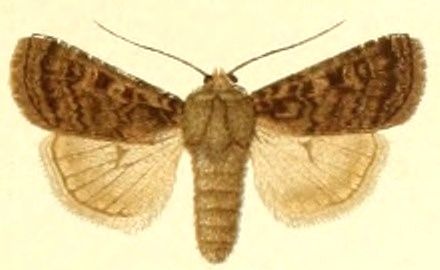 File:Euxoa centralis.jpg