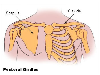 File:Illu pectoral girdles.png