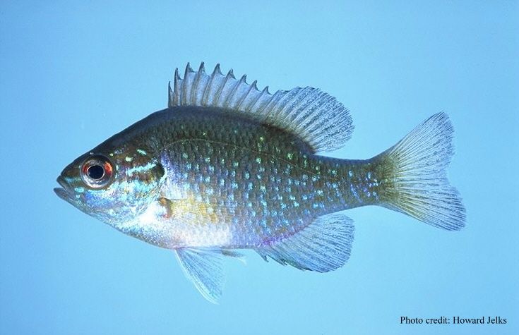 File:Lepomis marginatus.jpg