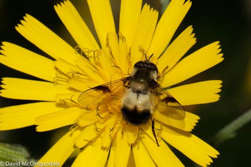 File:Leucozona americana 1.jpg