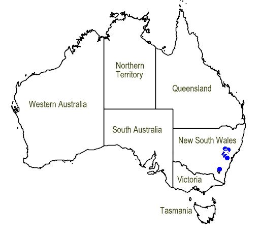 File:Map.Prostanthera hindii.jpg