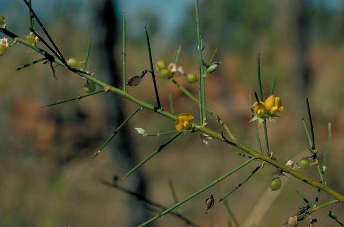 File:Mirbelia viminalis Fagg.jpg