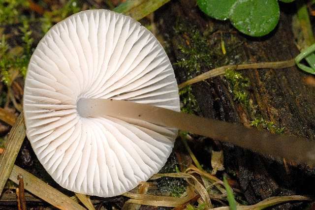 File:Mycena spec. - Lindsey 15b.jpg