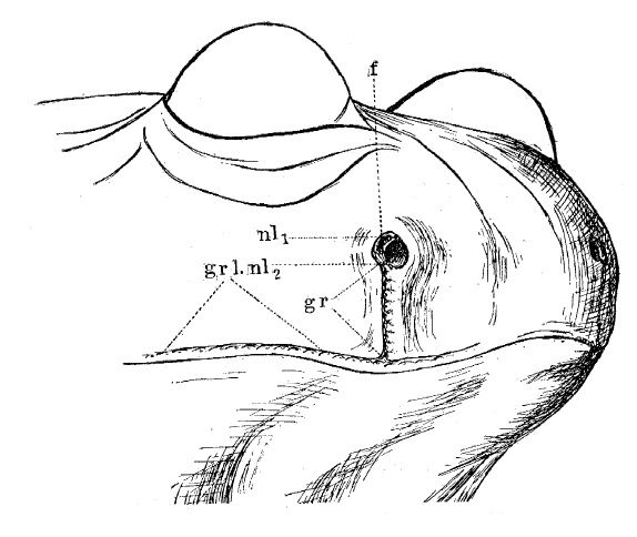 File:Nasiolabial groove of Desmognathus fuscus.jpg