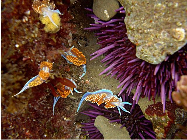 File:Nudibranches and sea urchin.jpg