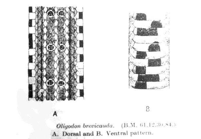 File:OligodonBrevicaudaSmith.jpg