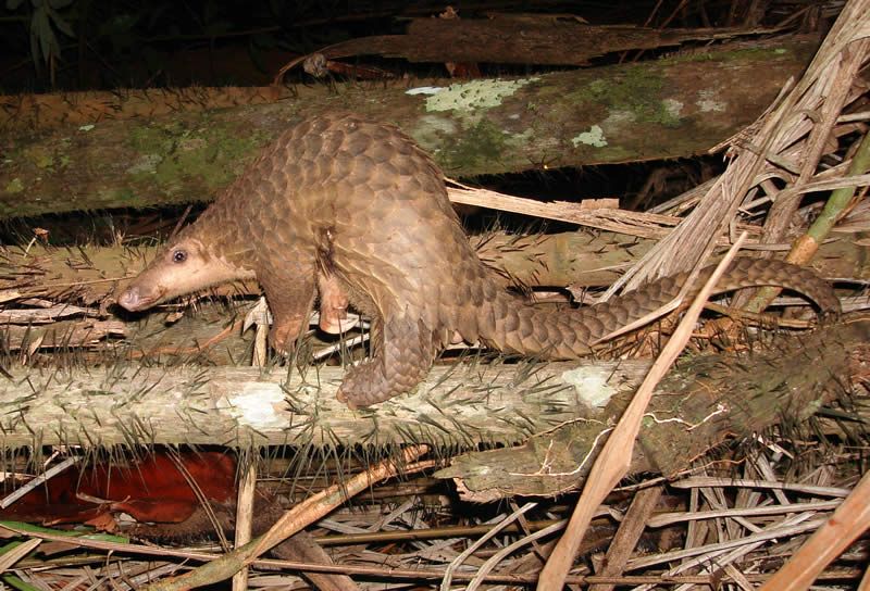 File:Pangolin borneo.jpg