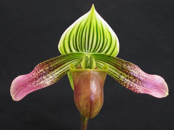 File:Paphiopedilum urbanianum.jpg