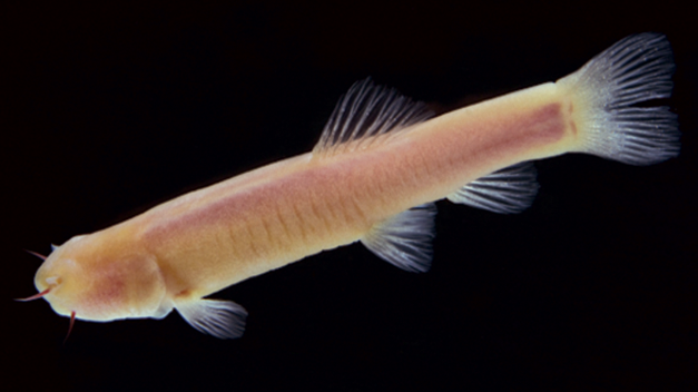 File:Phreatichthys andruzzii.png