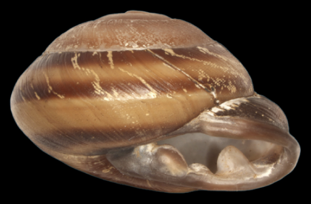 File:Pleurodonte josephinae shell.png