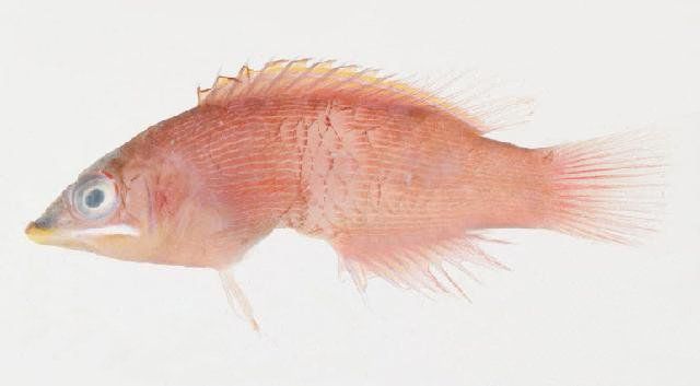 File:Pseudocheilinus evanidus.jpg