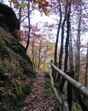 File:Wildnis-Trail Nationalpark Eifel.jpg