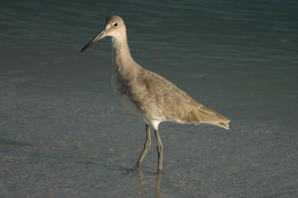 File:Willet 2.jpg