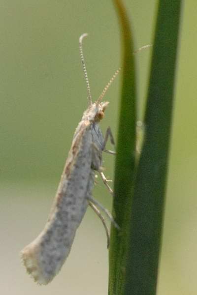 File:Ypsolopha.ustella.-.lindsey.jpg