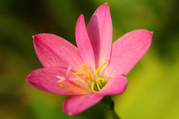 File:Zephyranthes grandiflora (28) 1200.jpg