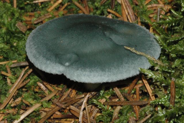 File:Clitocybe odora - Lindsey 3a.jpg