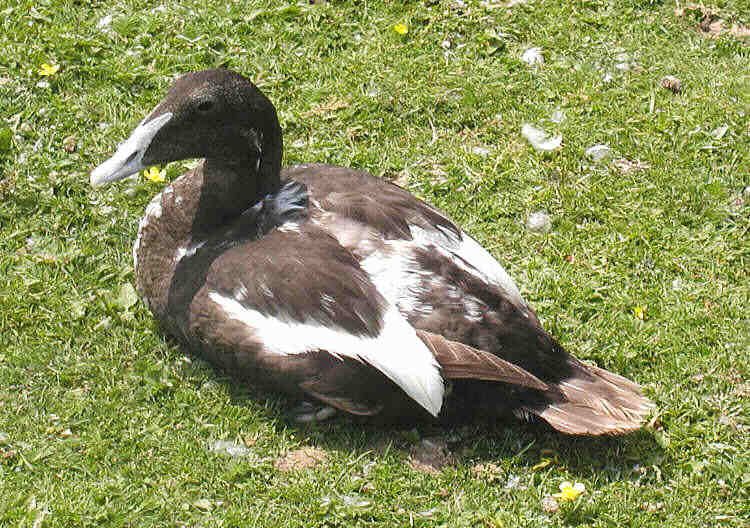 File:Common eider 750pix.jpg