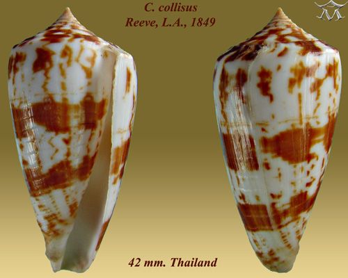 File:Conus collisus 2.jpg