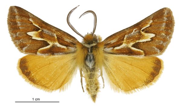 File:Declana glacialis male.jpg