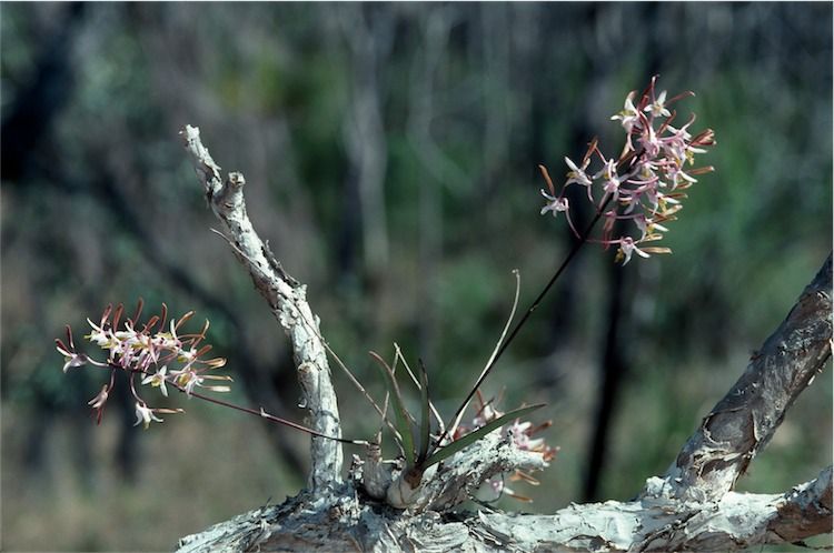 File:Dendrobium carronii.jpg