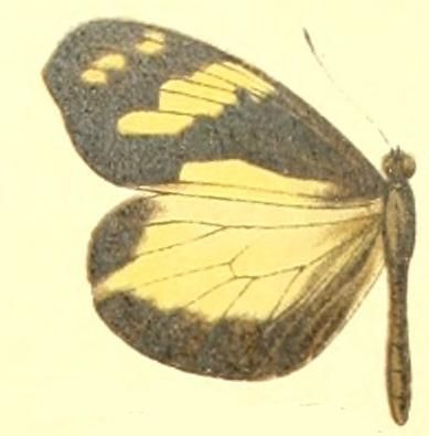 File:Dismorphia mirandola female.JPG