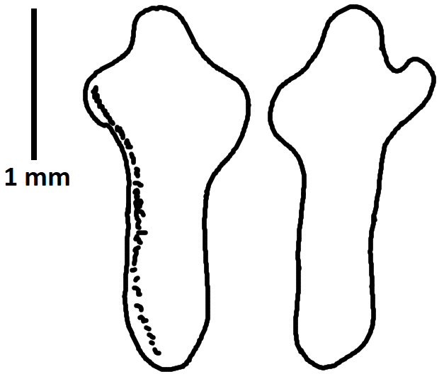 File:Dravidosaurus tooth (GSI SR Pal 2).png