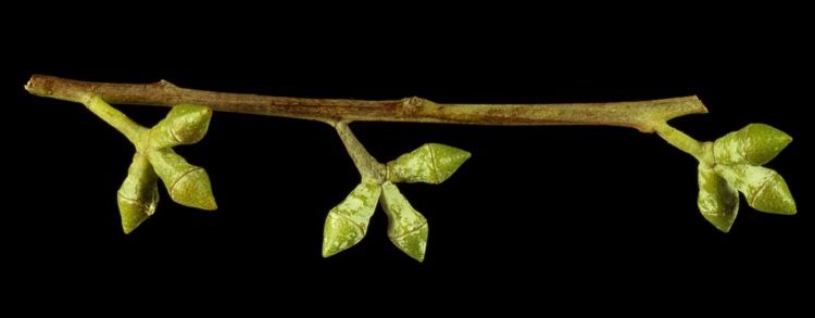 File:Eucalyptus alligatrix buds.jpg