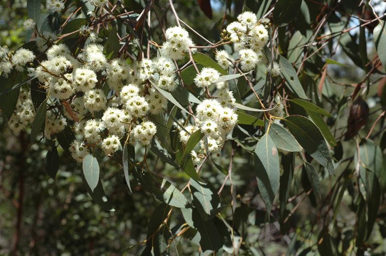 File:Eucalyptus carnea flowers.jpg