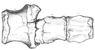 File:Eucercosaurus vertebrae.png