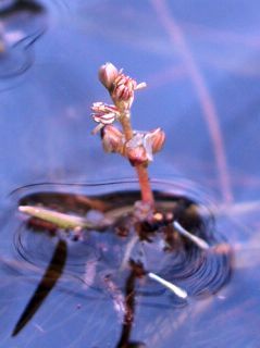 File:Fig. 06 Myriophyllum alternifolium.jpg