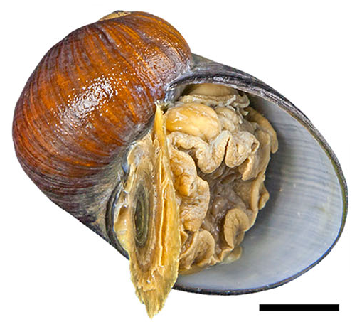 File:Gigantopelta chessoia.png