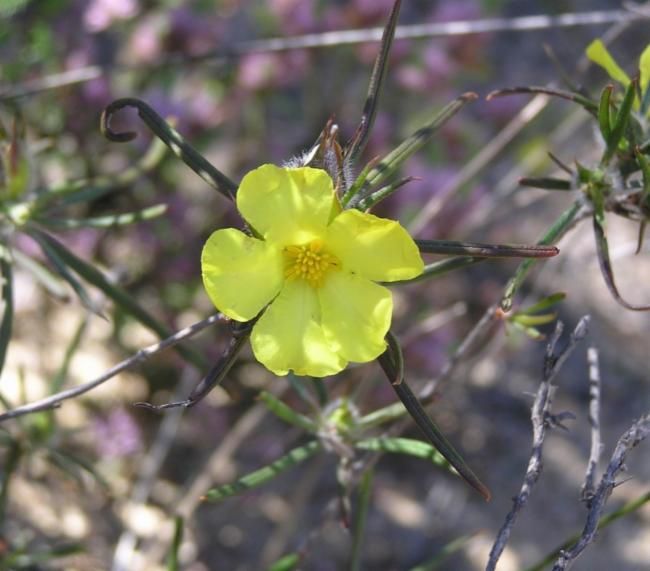 File:Hibbertia huegelii.jpg