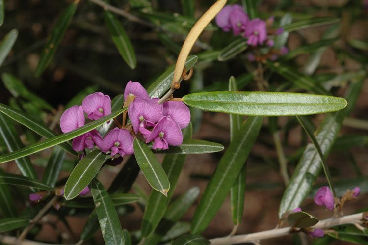 File:Hovea lorata.jpg