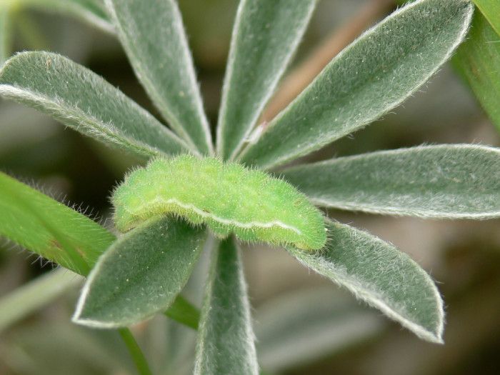 File:Icaricia icarioides missionensis larva2.jpg