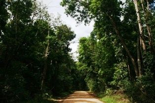 File:Iron-range-national-park-cape-york-queensland-australia.jpg