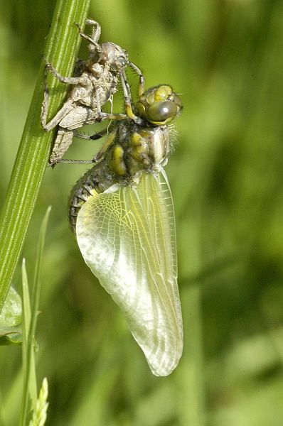 File:Libellula.depressa.emerging.adult.4.jpg