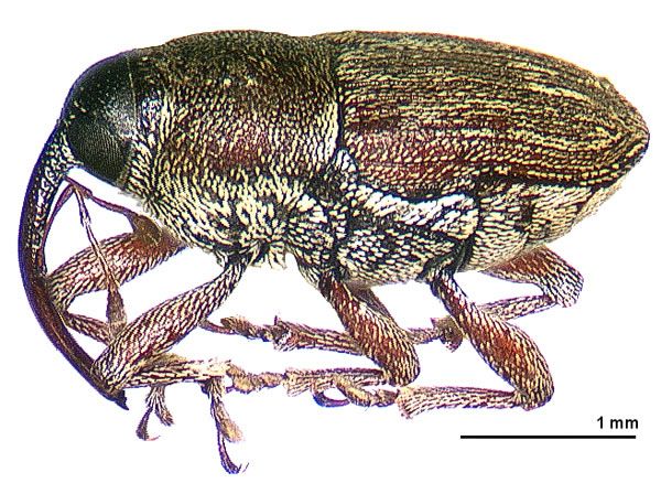 File:Linogeraeus urbanus lateral.jpg