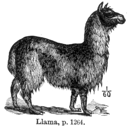 File:Llama.png